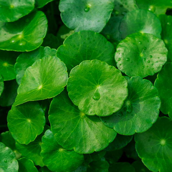 Gotu kola | Niezwykłe właściwości lecznicze i zastosowanie