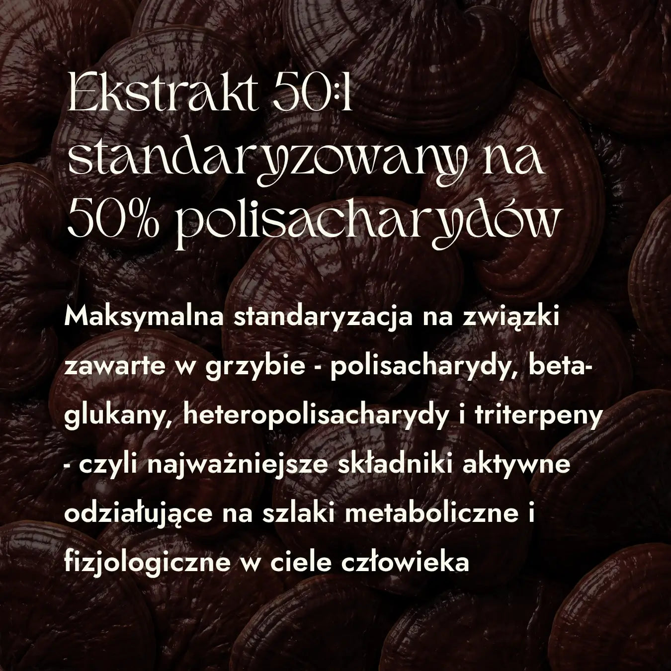 Reishi 50:1