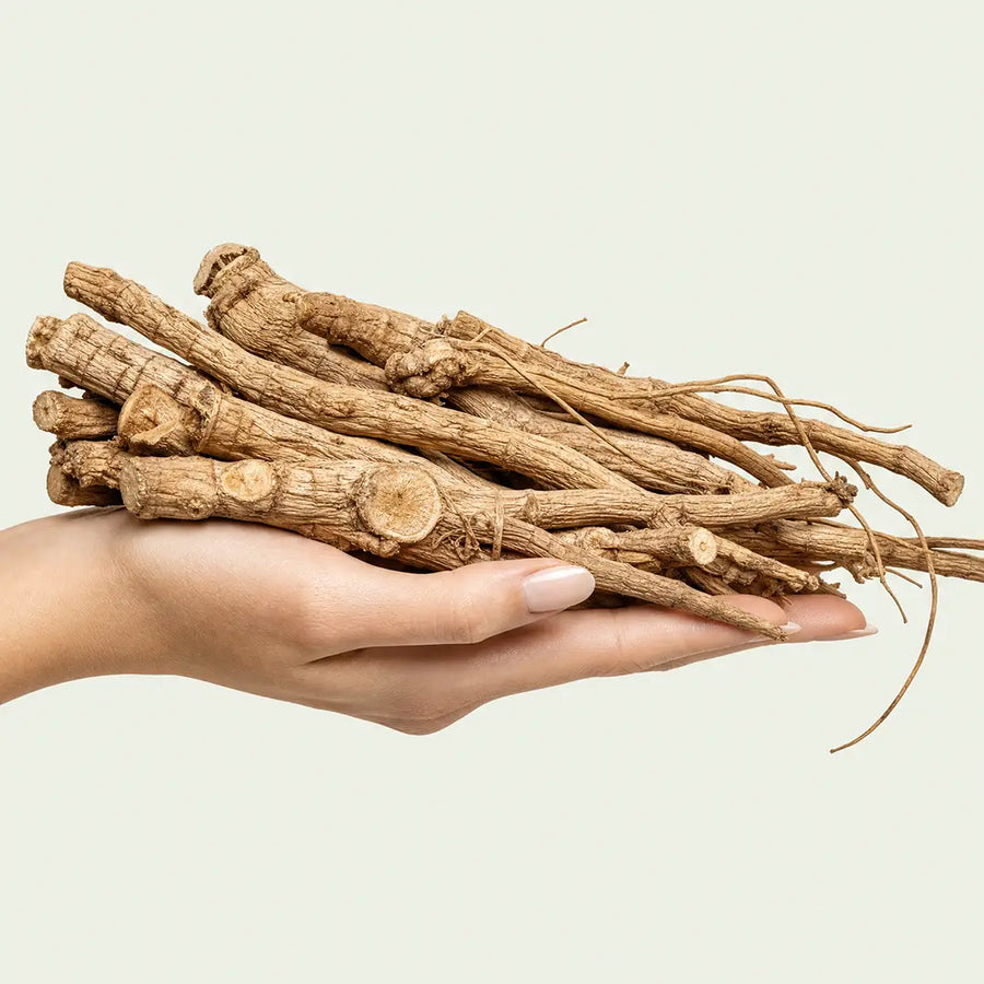Siberian Ginseng 20:1