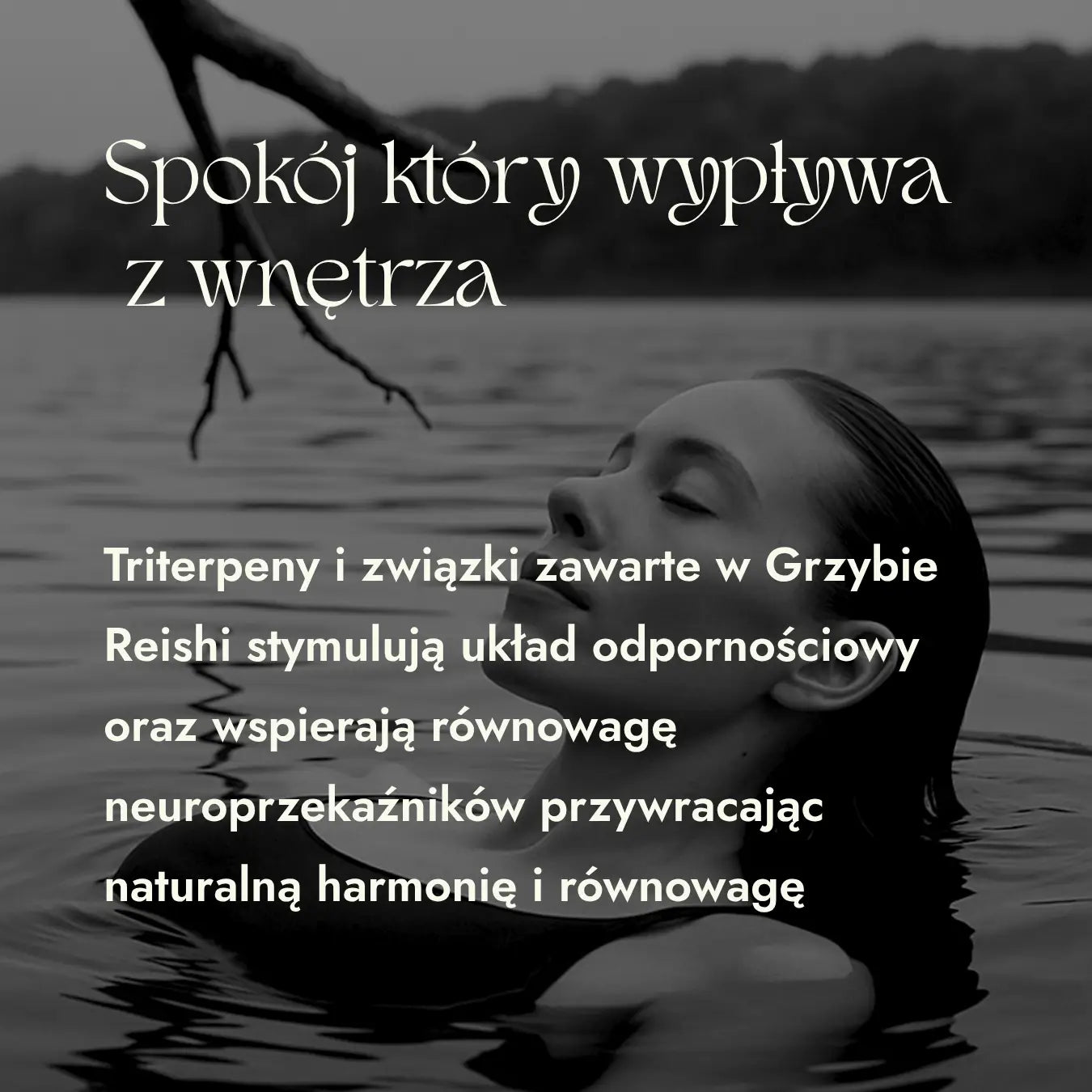 Reishi 50:1