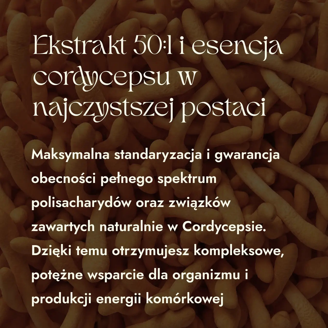 Cordyceps 50:1