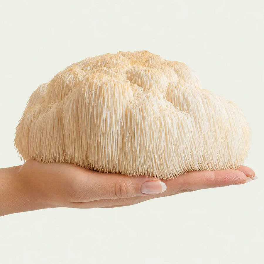 Lion's Mane 50:1